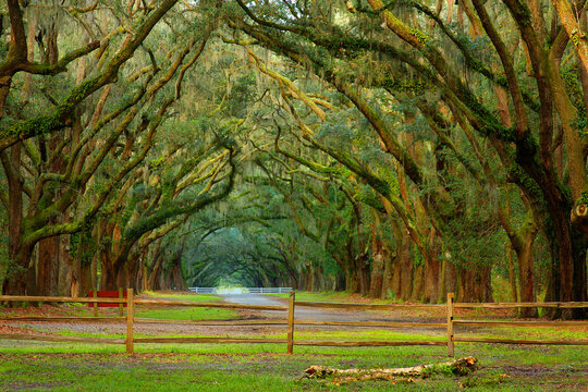 Oak Alley, Wormsloe Plantation, Savannah, Georgia, USA