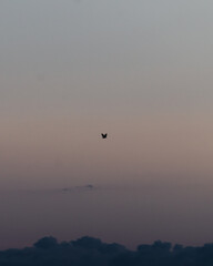 A bird flying