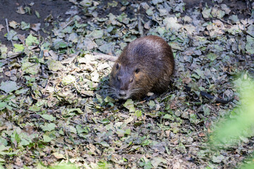 Nutria on banks of the canal. Wild nutria in Germany