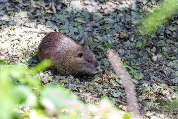Nutria on banks of the canal. Wild nutria in Germany