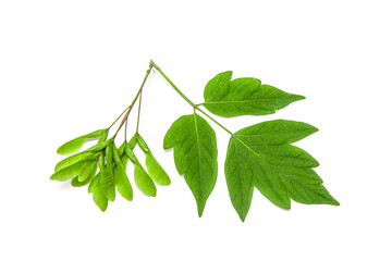 Green leaves and seeds of a maple plant isolated on white