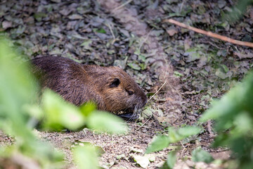 Nutria on banks of the canal. Wild nutria in Germany