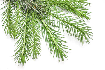 Fototapeta premium Evergreen Tree Branch Frame Isolated on White Background