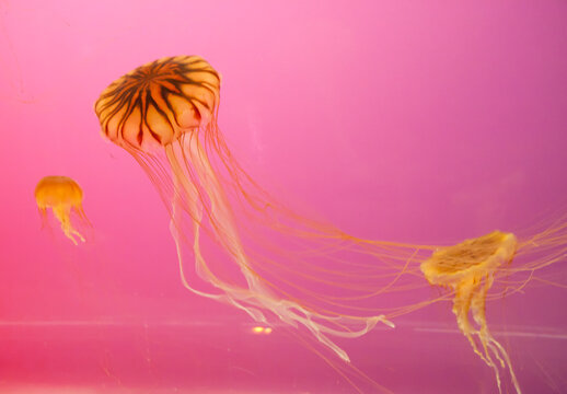 Jellyfish, Shedd Aquarium, Chicago, Illinois, USA