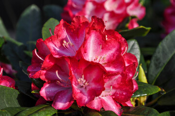 Rododendron (różanecznik) różowy piękny kwiat ogrodowy - obrazy, fototapety, plakaty