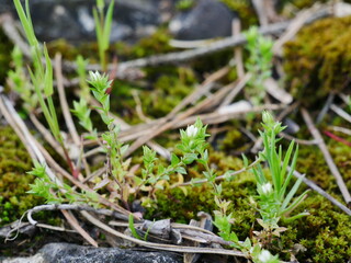 green moss on the ground