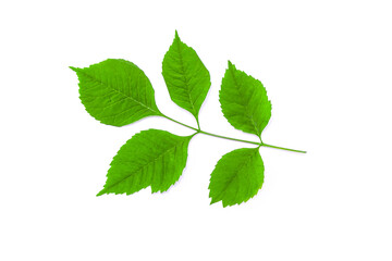 Naklejka na ściany i meble Green leaves from a tree isolated on white