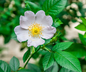 light rose white flower of a wild rose dogrose against a background of green leaves. Free space for text. Greeting card.