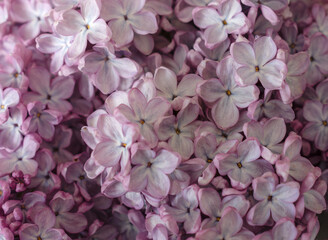 Beautiful lilac flowers. Spring blossom.  Purple lilac flower  Background