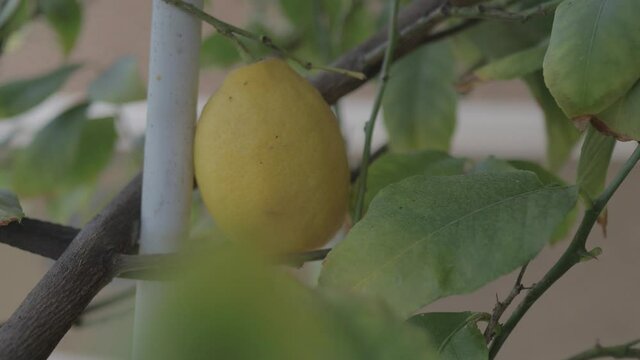 Lemon tree filmed in flat profile