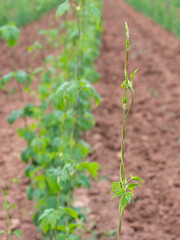 Hops field, Saaz hops,