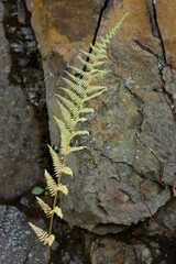 Mountain Fern Frond in Front of Smoky Mountain Rock Formation, Smoky MOuntain National Park, Tennesee, USA