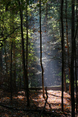 Cades Cove, Smoky Mountains National Park, Tennessee, USA