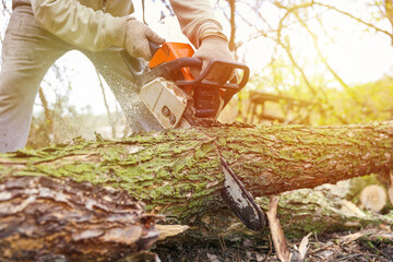 lumberjack is sawing a tree trunk with a chainsaw close up. sawdust fly from under a chainsaw