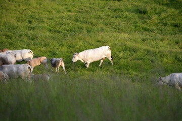 Fototapeta premium Fleischrinder auf der Wiese. Charolais Herde in der Abendsonne