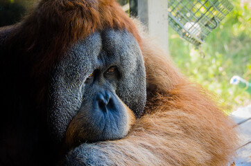 Shy old orangutan