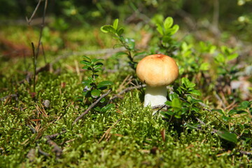 edible mushroom close up in the forest