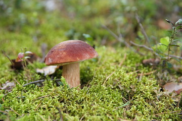 edible mushroom close up in the forest