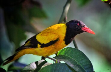 red headed bee eater