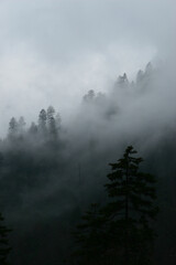 Fototapeta na wymiar Mountain Clouds at Newfound Gap, Smoky Mountains National Park, Tennessee, USA