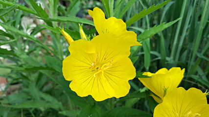 한국 제주도 노랑 달맞이꽃