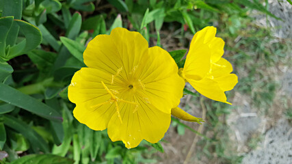 한국 제주도 노랑 달맞이꽃