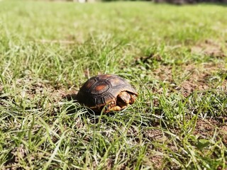  Tortuga Morroy