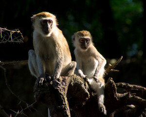 Father and Son, A family of Monkeys