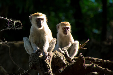 Father and Son, A family of Monkeys