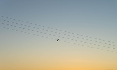 power line silhouette of a cuckoo