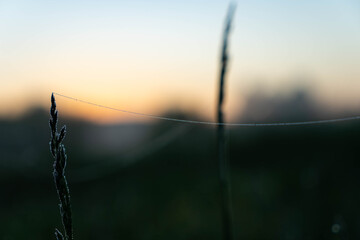 web thread in dew