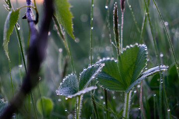 dew on the grass