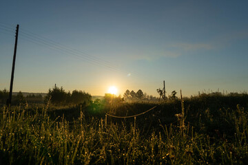 grass and spider webs at sunrise
