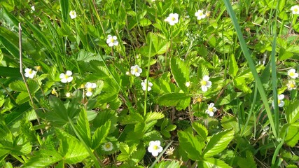 Obraz premium green grass in the forest