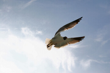 Seagulls in flight, Tybee Island, Georgia, USA