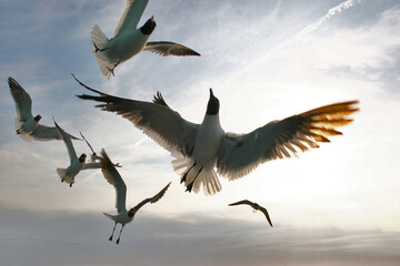 Seagulls in flight, Tybee Island, Georgia, USA