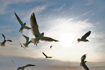 Seagulls in flight, Tybee Island, Georgia, USA