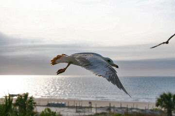 Fototapeta premium Seagulls in flight, Tybee Island, Georgia, USA