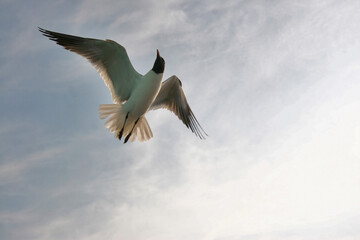 Fototapeta premium Seagulls in flight, Tybee Island, Georgia, USA