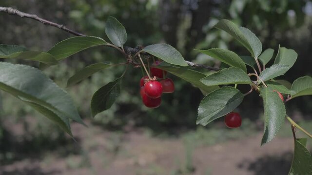 Cherry Tree filmed in flat profile