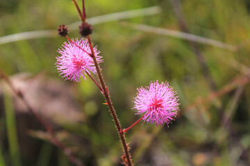 small pink flower stands out among the green of the Colombian mountains, Las Gachas, Guadalupe, Santander, Colombia.