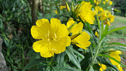 한국 제주도 노랑 달맞이꽃
