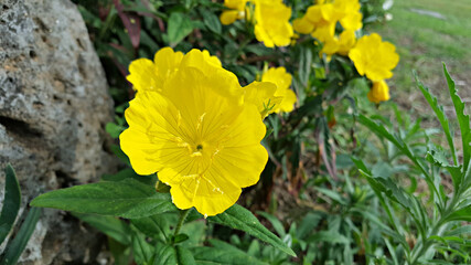 한국 제주도 노랑 달맞이꽃