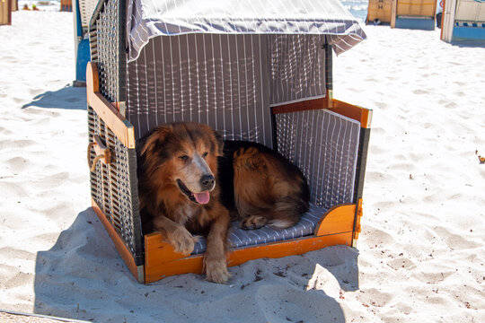 Hund im Strandkorb an der Ostsee