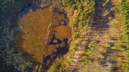 Top-down view on colorful autumn forest, golden meadows and swamps. Orto view on marsh and spruce trees. Photo taken in middle Poland near Warsaw in ecological park.