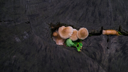 Mycena leaiana orange mushrooms, growing inside stump in the forest