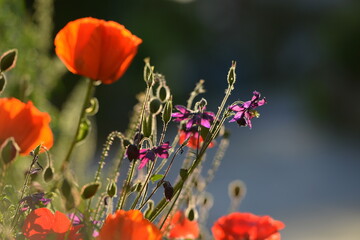 Mohnblumenzeit. Wunderschöne Wildblumen im Gegenlicht