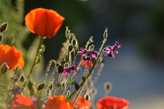 Mohnblumenzeit. Wundersch&ouml;ne Wildblumen im Gegenlicht