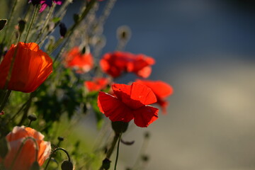 Mohnblumenzeit. Wunderschöne Wildblumen im Gegenlicht