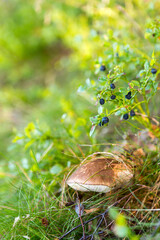Boletus mushroom in the forest